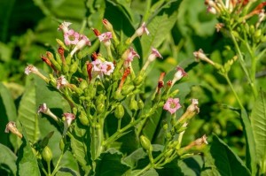 nicotiana-830x553