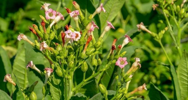 nicotiana-830×553